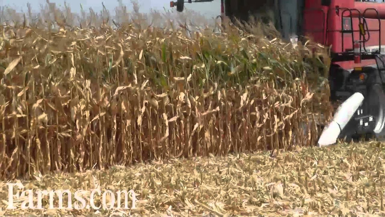 Farm Progress Show 2011 Combine Demo:  Massey Ferguson With Harvestec Corn Head