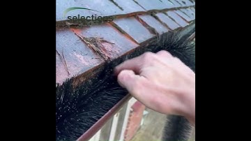 4m Black Gutter Brush Leaf & Moss Guard #gutterguards #gutterprotection