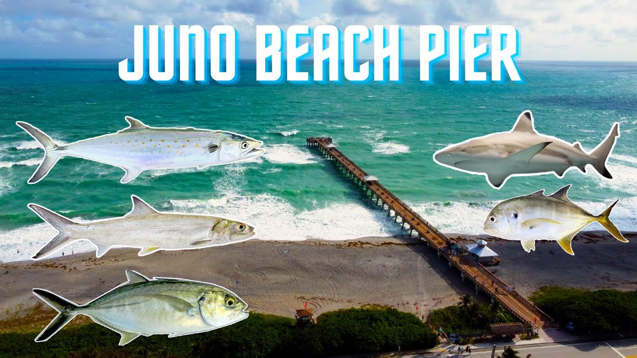 Fishing Juno Beach Pier  Florida (Mackerel, Blacktip Shark, Blue Runner,  Lady Fish, Jack Crevalle) 