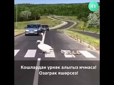️Кошлардан үрнәк алыгыз ичмаса! Озаграк яшәрсез!
