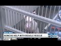 UPDATE: 20 more beagles set to join BGWC Humane Society as part of a multi-state rescue