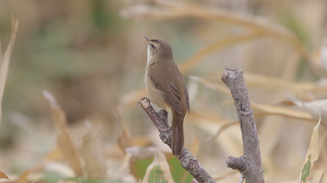 Black-browed Reed Warbler 