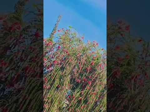عم دور ع سعادة