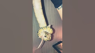 What people think of ball pythons