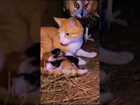 بومة تهجم علي صغار القطة اللؤلؤ الابيض قصص معلومات رعب   دويتو 