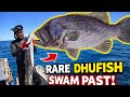 SPEARFISHING for Mackies   YOU'RE NOT SUPPOSED TO SEE THIS