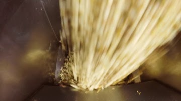 Сolour sorting of pine nuts on ZORKIY optical Сolour sorter