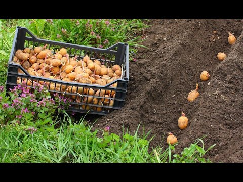 Video: Kako uzgajati krompir na selu?