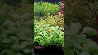 45P Planted Tank