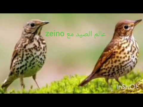 قناة عالم الصيد 2025 يقدم صوت سمن للصيد مجرب 100 