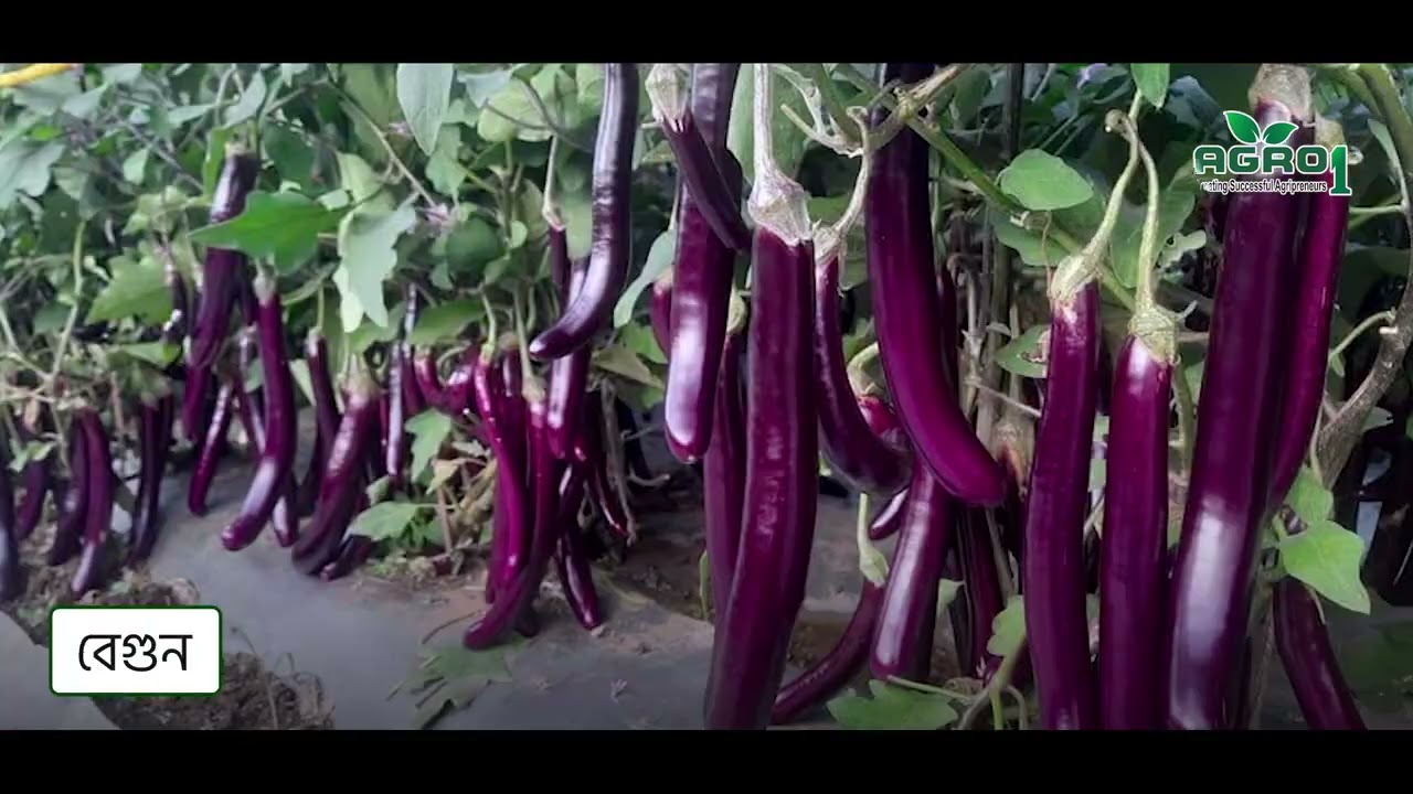 এভাবে কৃষি কাজ করুন  !