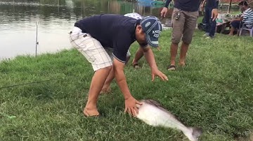 Quăng cho tao cái xô - Clip tổng hợp cau cá tra - THEGIOICAUCA.COM