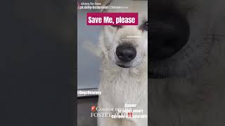 Death sentence for being scared. Prisoners get better treatment. Give him a reprieve! #foster #share