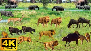 Африканская дикая природа 4K: Национальный парк Бейл-Маунтинс — настоящие звуки Африки — видео 4K Ul
