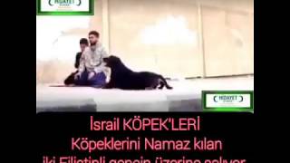 İsrail Askerleri Köpekleri Namaz Kalın Filistinlilerin Üzerine Böyle Salıyor