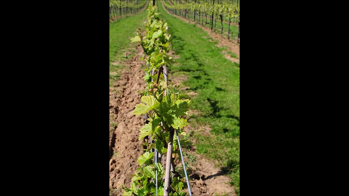 Chilworth Manor Vineyard