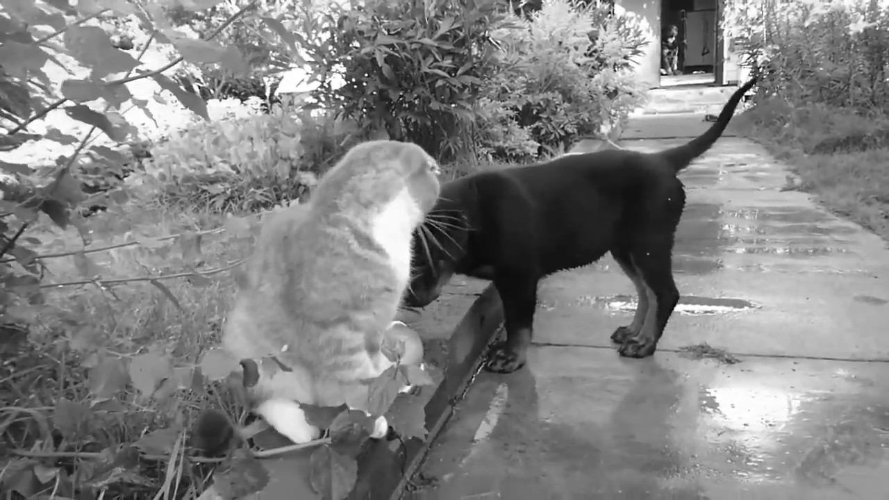 Живые собаки видео. Ротвейлер и кот. Ротткот фронт. Кот и два ротвейлера. Кот Шуня и Дюша ротвейлер.