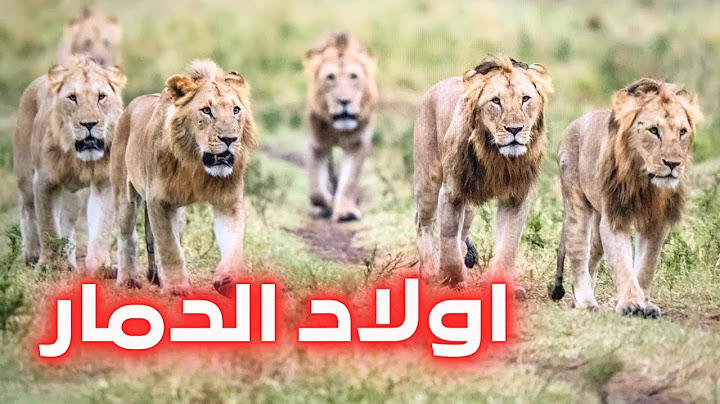 7 اسود اخوات بيقتلوا كل اللي يقابلوه في سكتهم | تحالف اولاد الدمار