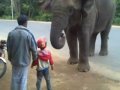 Sri Lanka Habarana Naughty Wild Elephant