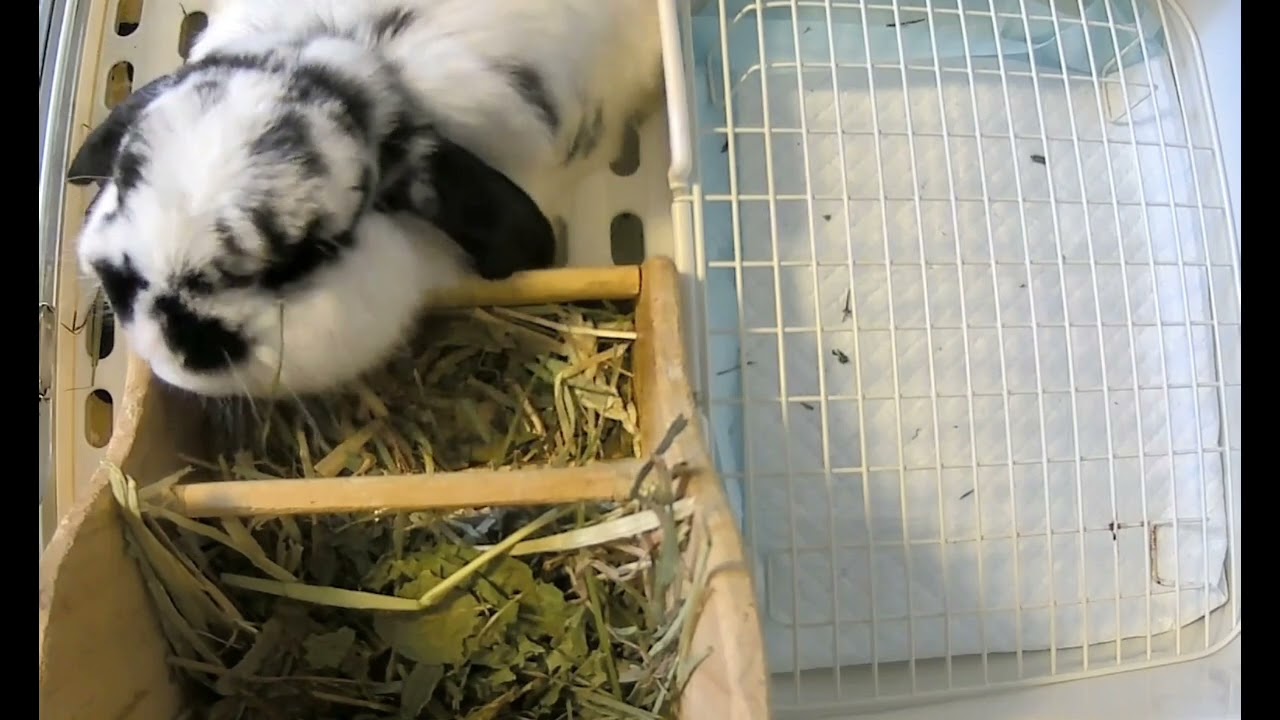 うさぎ⭐️のんびりする日　