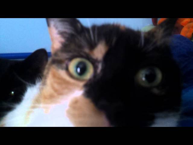 Cute cats posing for the camera!