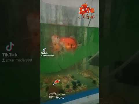 طريقه تفريخ سمك الفانتيل لاين هد والجابي فى محل نيمو بالفيوم للتواصل والاستفسار 01011890116 