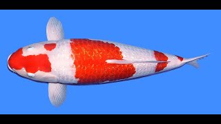 Ginrin Kohaku Teradomari 68Cm Gosai Female Vhq