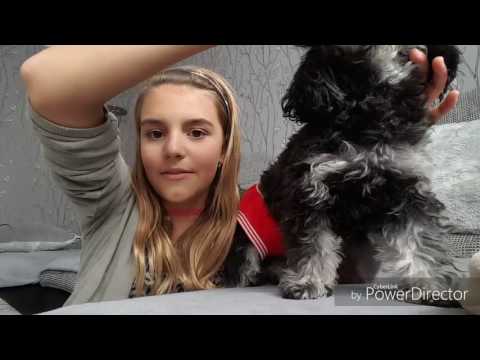 Haustiertag mit Hund