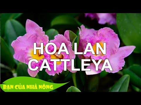 #1 Bí quyết hay giúp Chăm Sóc Để Lan Cattleya Ra Hoa Mới Nhất