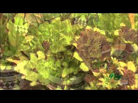 Video: Under The Sea Coleus Plants - Tips For Growing Coleus Under The Sea