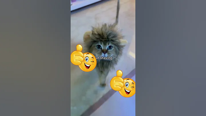 Video 11212941: cats cute pets compilation, cat compilation funny pet, compilation cats pets animals, pets funny cats funniest, laugh pets funny cat, cat fails funny pets, cat dog pets