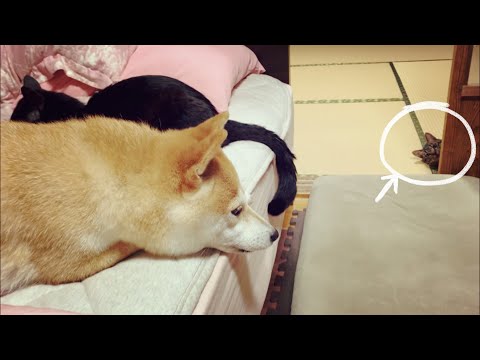 可愛いのぞき魔 Peeping Cat