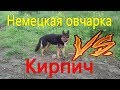 немецкая овчарка vs кирпич