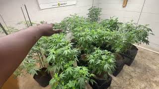 Faceded Canna | Eggoz Crosses | Day 1 transition week | Day 1 After 48hrs of darkness 