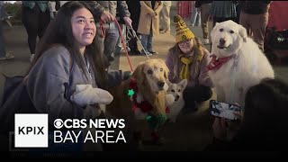 Bay Area Community Shows Up For Beloved Therapy Dogs Final Goobye