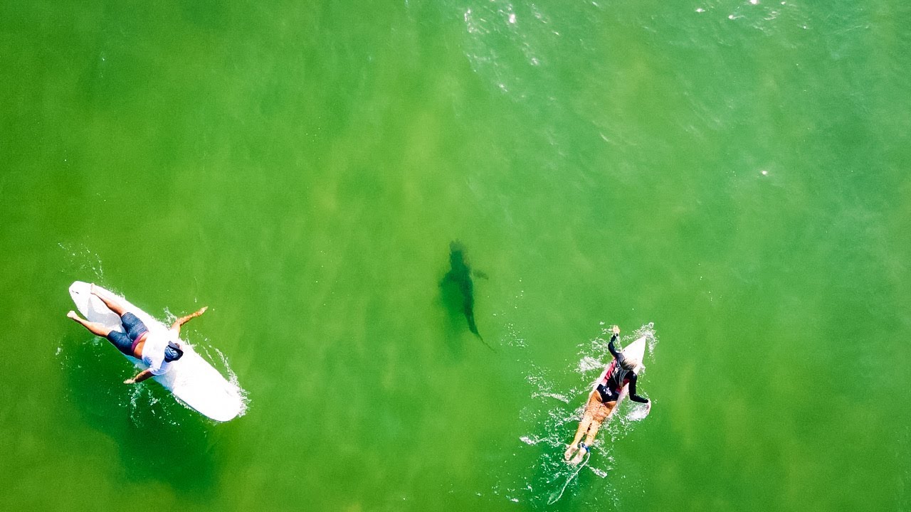 Shark Drone Footage At Shark Bite Capital Of The World New Smyrna Beach Fl Shark Aerial View Nsb Youtube Shark Drone Footage At Shark Bite Capital Of The World New Smyrna Beach Fl Shark Aerial View Nsb Youtube