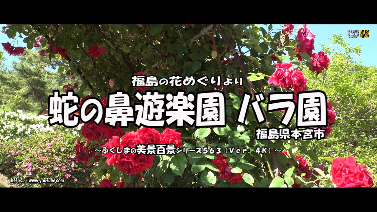 福島の花めぐりより ｖｅｒ 4ｋ 蛇の鼻遊楽園のバラ園 Youtube