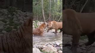 sant hun sant nhi h #animals #jungleadventure #junglebook
