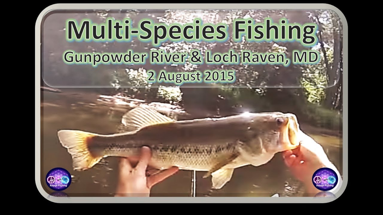 Gunpowder & Loch Raven Kayak Fishing Trip, Largemouth Bass, Rainbow Trout, 2 AUG 2015 - YouTube