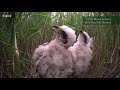 Marsh Harriers June 10 Highlights | 2021 BBC Springwatch