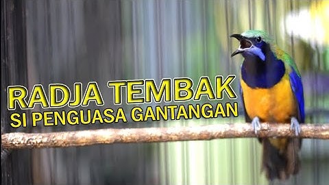 🔴CUCAK CUNGKOK tembakan istimewa #cucakcungkok #cungkok