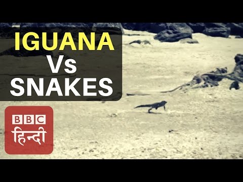 Iguana Vs Snakes Race of Death Video Won BAFTA Award (BBC EARTH)
