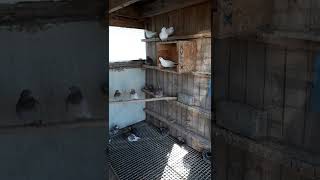 Belcika Sivas Kumrusu 2022