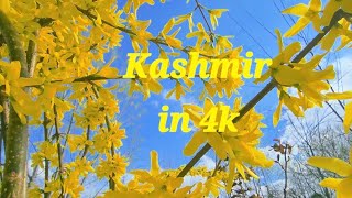 Kashmir in 4k