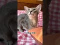 【喵可酱】走！带你们看一只超级可爱的东方短毛猫#东方短毛猫