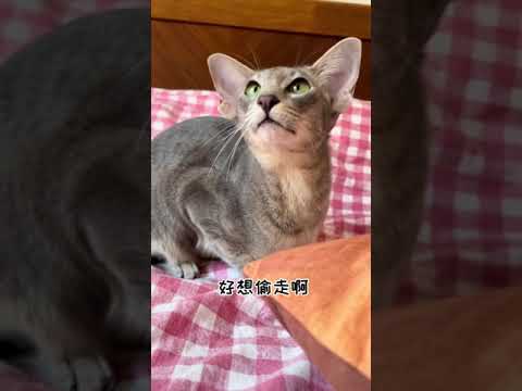 【喵可酱】走！带你们看一只超级可爱的东方短毛猫#东方短毛猫