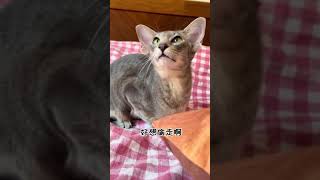 【喵可酱】走！带你们看一只超级可爱的东方短毛猫#东方短毛猫