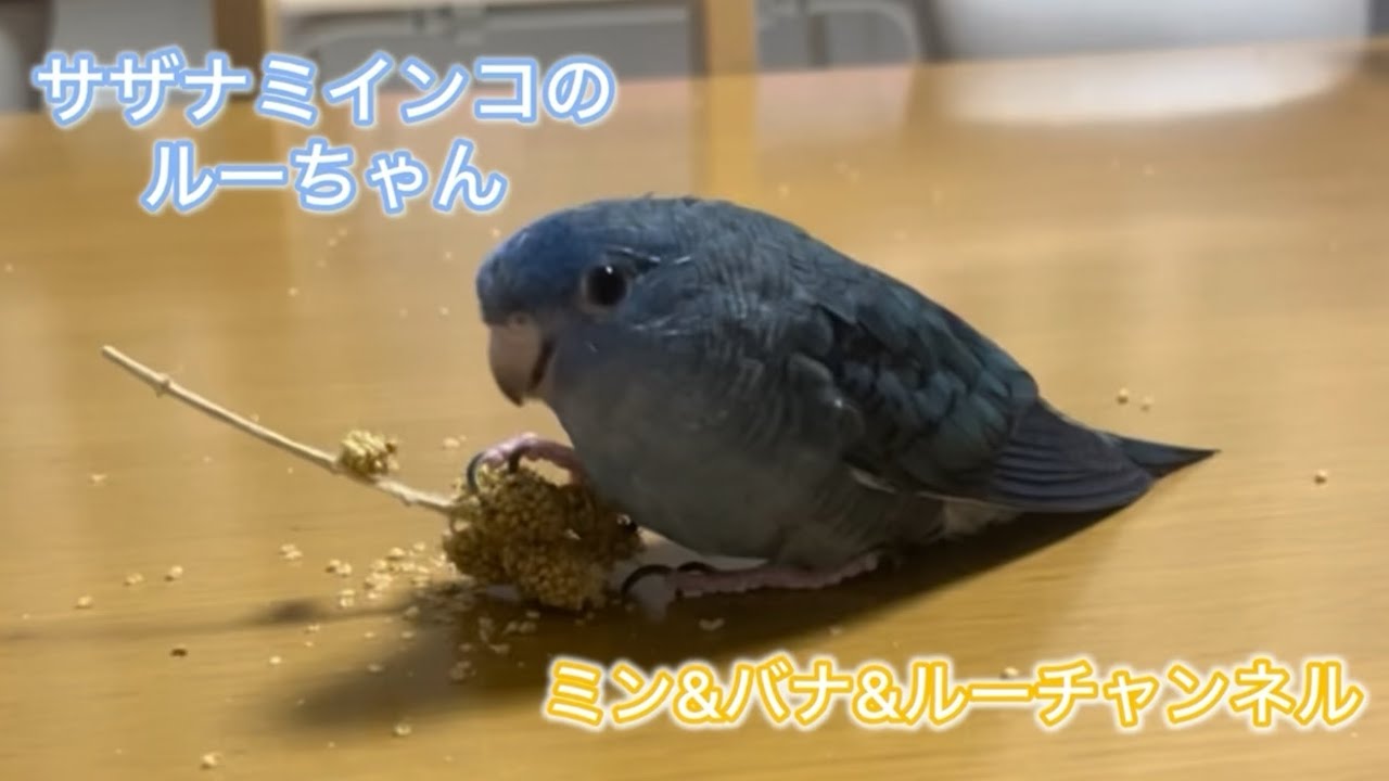 サザナミインコのルーちゃん