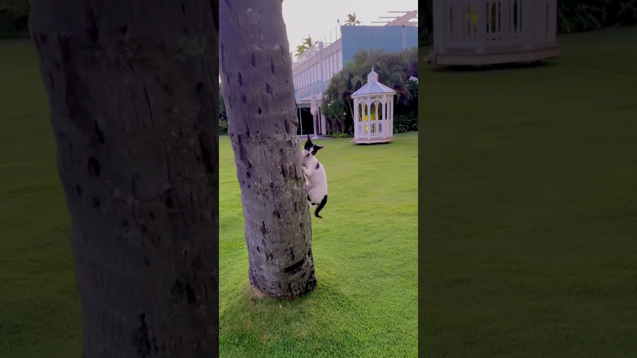 A cute wild cat showing off its tree climbing skills to me. August 31, 2024