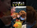パパに恋したレトリバー
